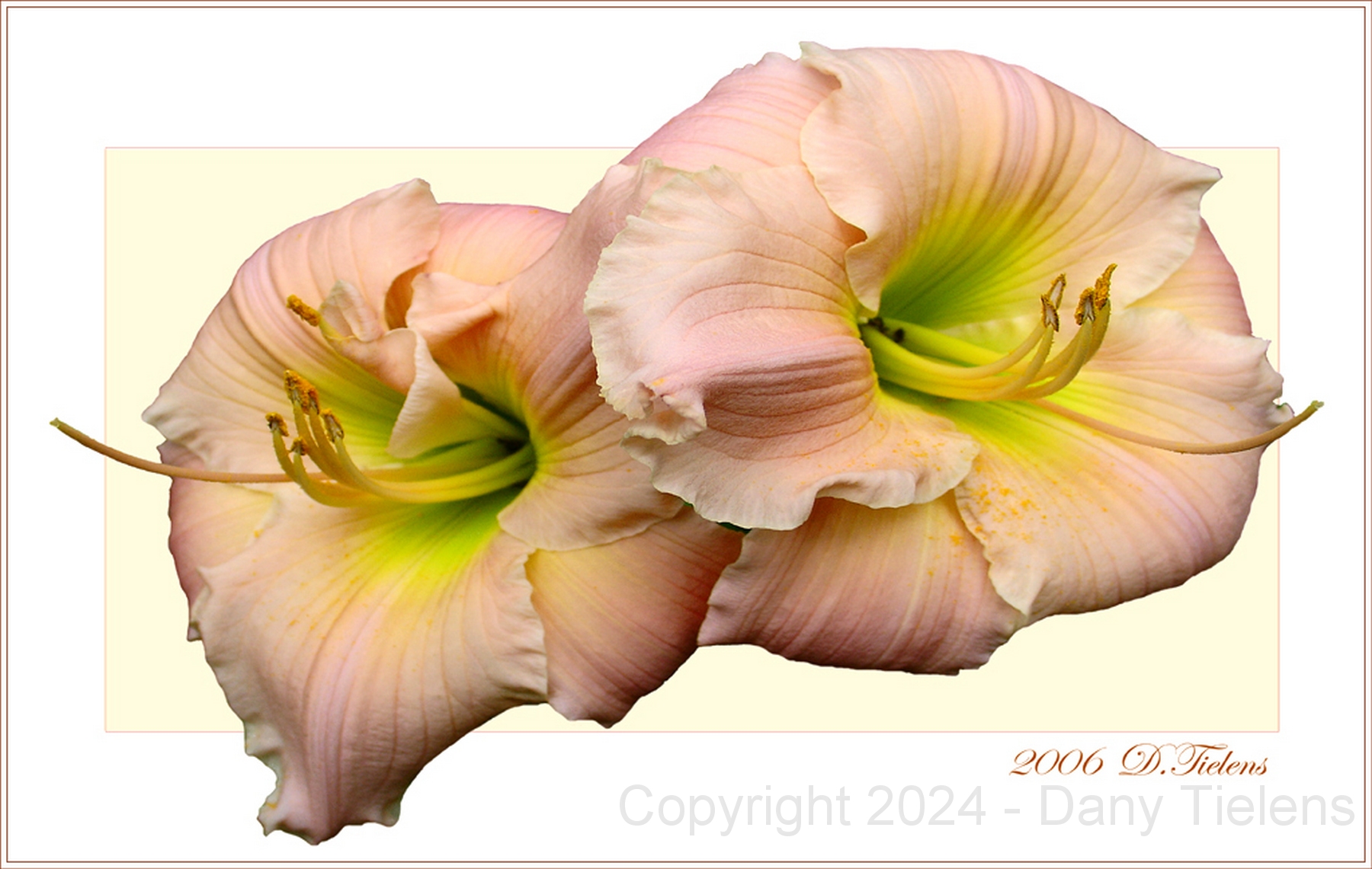 Hemerocallis-Sabra Salina  01.jpg